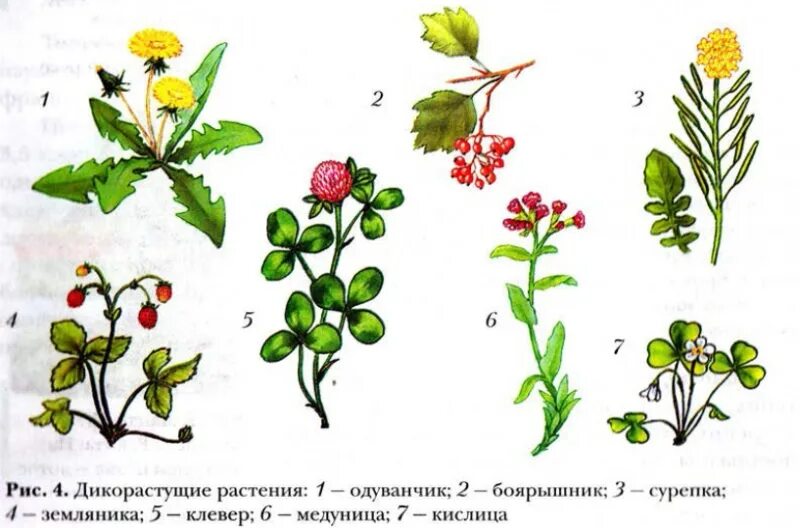 Лекарственные дикорастущие растения названия. Дикорастущие цветковые растения. Дико растушиерастения. Дикие растения названия.