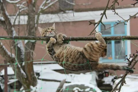 Кот подтягивается