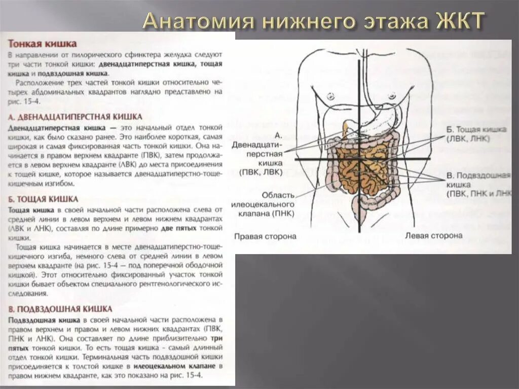 Клиническая анатомия Нижний этаж брюшной полости. Анатомия Нижнего этажа брюшной полости. Органы Нижнего этажа полости живота. Клиническая анатомия органов Нижнего этажа брюшной полости. Органы брюшной полости лечение