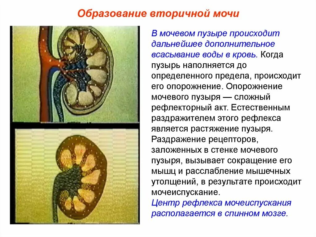 Где образуется первичная и вторичная моча. Строение первичной и вторичной мочи. Образование вторичной мочи происходит в. Вторичная моча. Образование вешычной мочи.