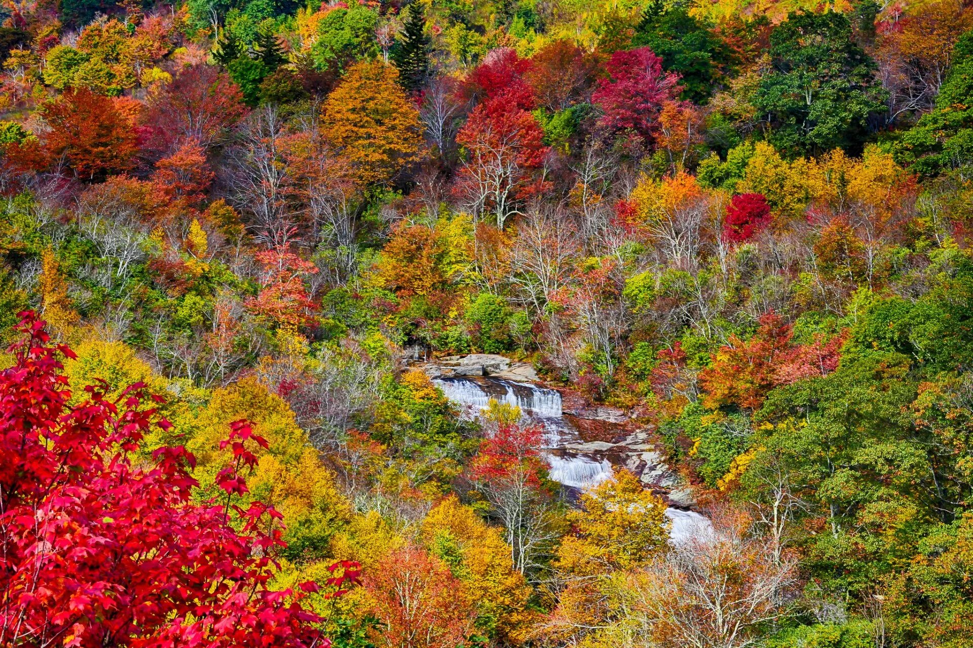 Natural fall. Кленовые Рощи в Канаде. Канадский кленовый лес. Осенний кленовый лес Вайоминг. Кленовые леса Канады осенью.