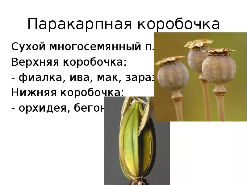Коробочка плод примеры растений Картинки ПЛОД ЛИЛЕЙНЫХ РАСТЕНИЙ
