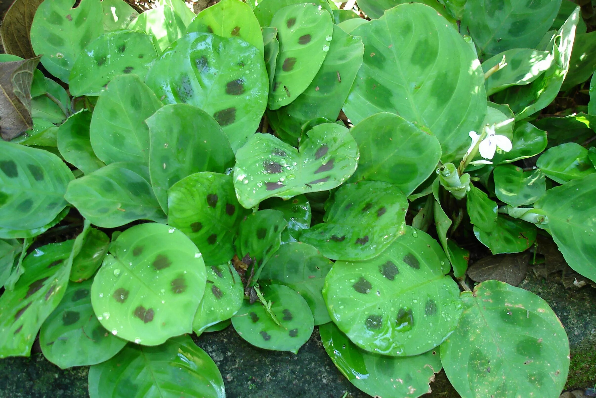 Марант пересадка. Маранта. Maranta leuconeura. Depressa маранта. Маранта Lemon Lime.