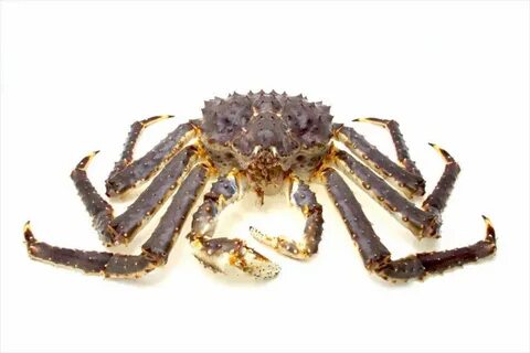 King crab