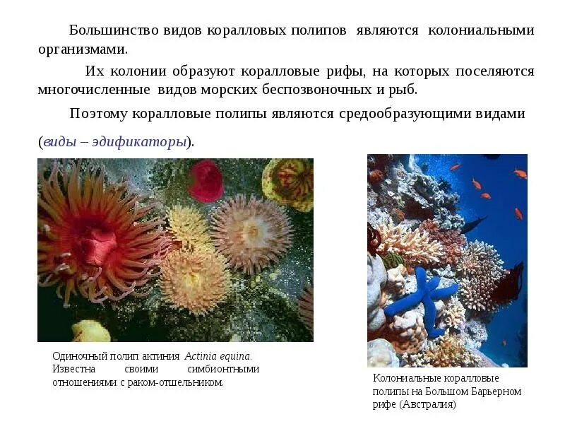 Расскажите как образуется колония коралловых полипов. Колониальные коралловые полипы. колонии коралловых полипов. колониальные организмы кораллы. тип коралловые полипы.