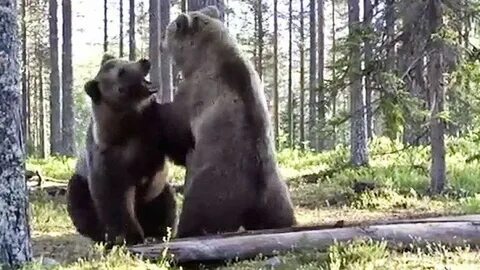 Медведь вопрос