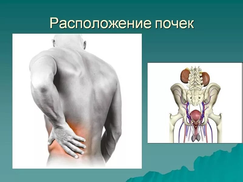 Расположение почек. Где находятся почки. У человека почки расположены. Местоположение почек в организме