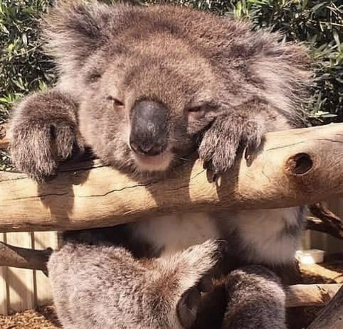 Коала домашняя. Cute Koala.