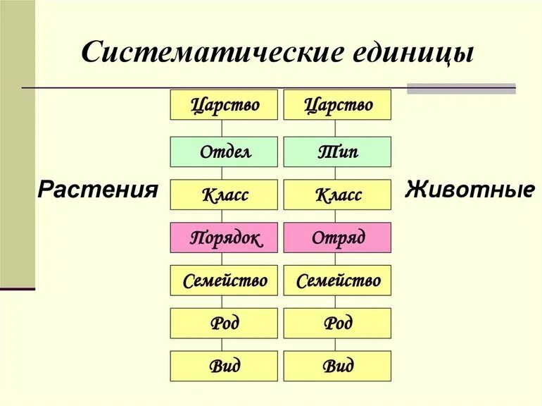 Биология 8 класс основные категории систематики животных. Систематические единицы в биологии царство. Основные таксоны систематики растений. Основные таксономические категории животных. Схема классификации растений таксоны.