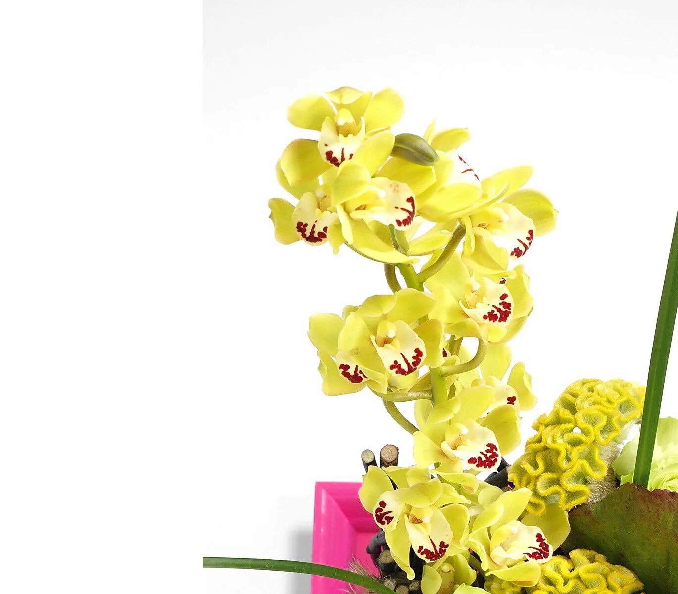 Желтая орхидея в горшке. Орхидея Цимбидиум. Фаленопсис мини желтый. Фаленопсис желтая коровка. Орхидея мини желтая.