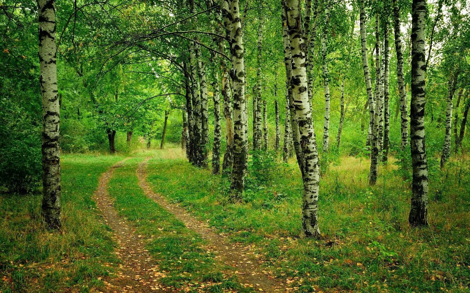 Березовый лесок. Березовая роща томск. елово березовый лес. русский лес березовая роща. березовый лес брянск.