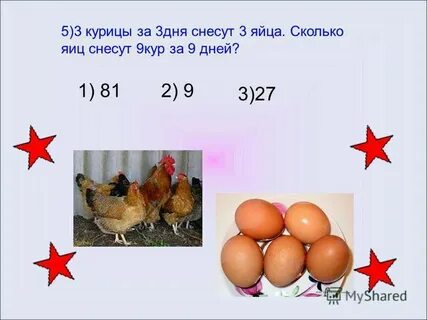Сколько яиц несет курица в день несушка