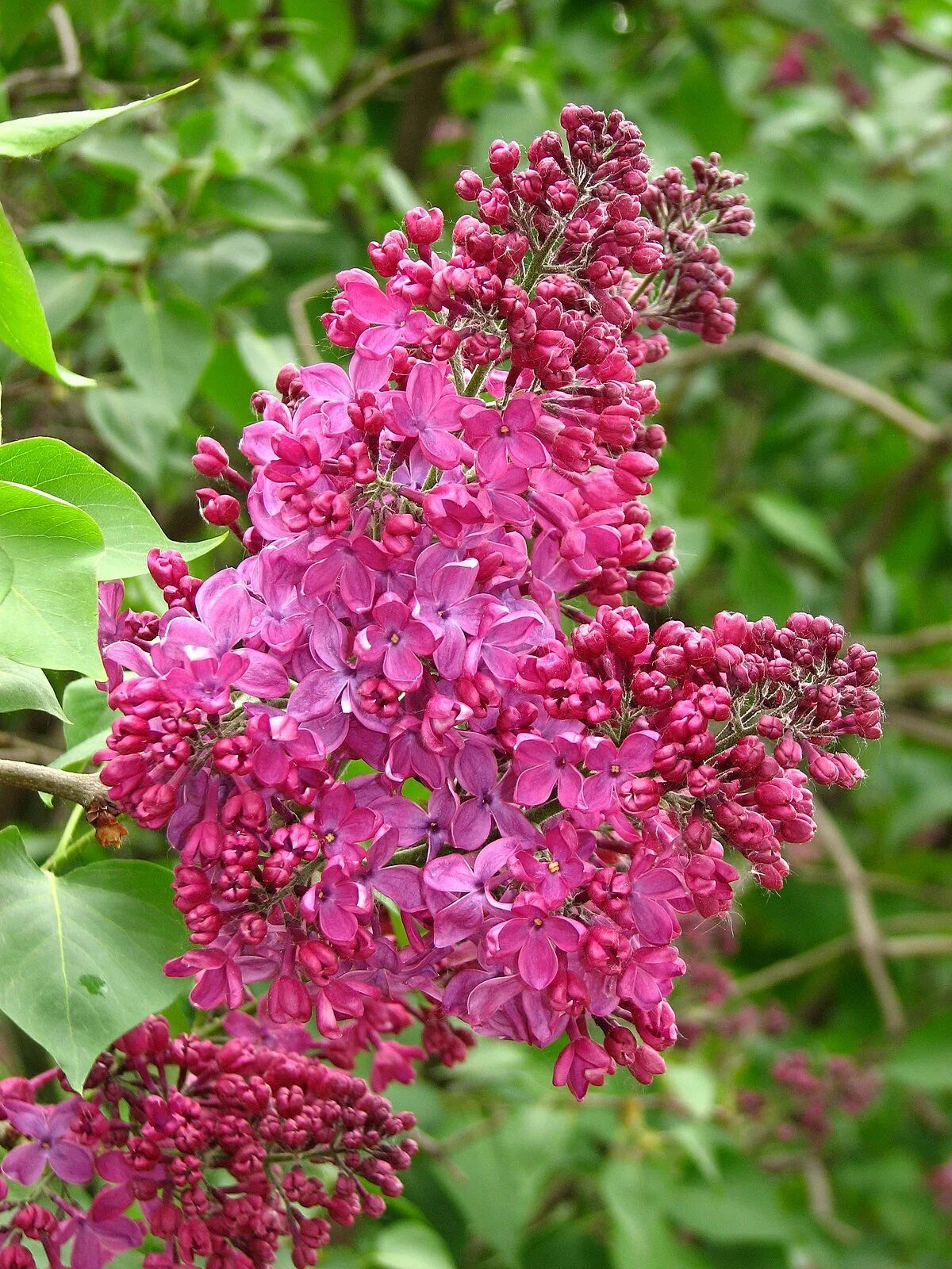 Сирень Syringa vulgaris. Сирень обыкновенная Индия. Сирень Индия Syringa indiya. Сирень Колесникова Индия. Сирень красная купить