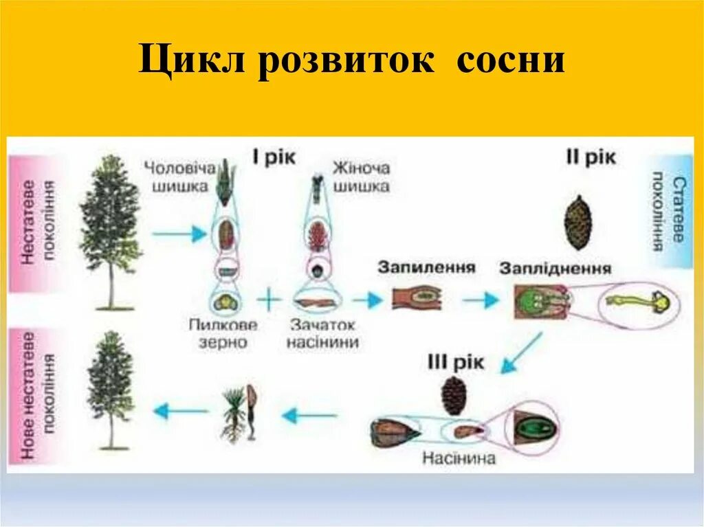 Цикл сосны обыкновенной. Цикл размножения сосны обыкновенной. Жизненный цикл сосны обыкновенной. Размножение сосны обыкновенной.