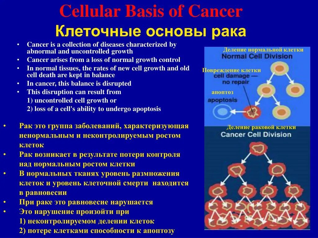 Деление клеток вызывают. Деление опухолевых клеток. Деление раковой клетки. Клеточная основа. Неконтролируемое деление клеток.