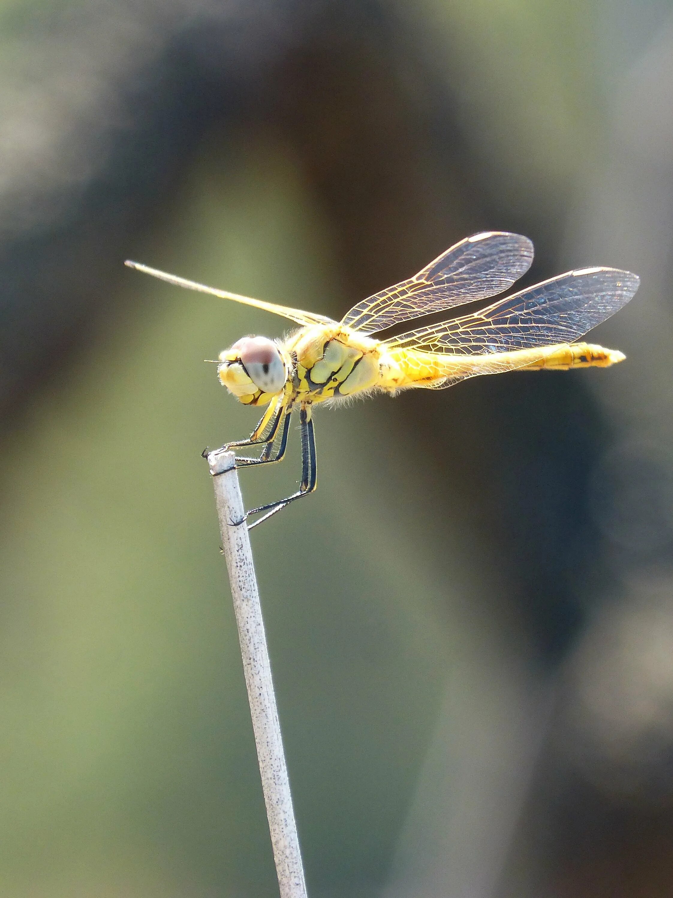 Ловит летающих насекомых. Стрекоза Cordulegaster Dragonfly. Стрекоза кордулегастер кольчатый. Стрекоза_жёлтая#. Стрекозы желтый.