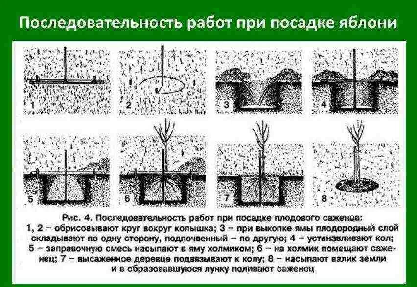 Как правильно сажать вишню