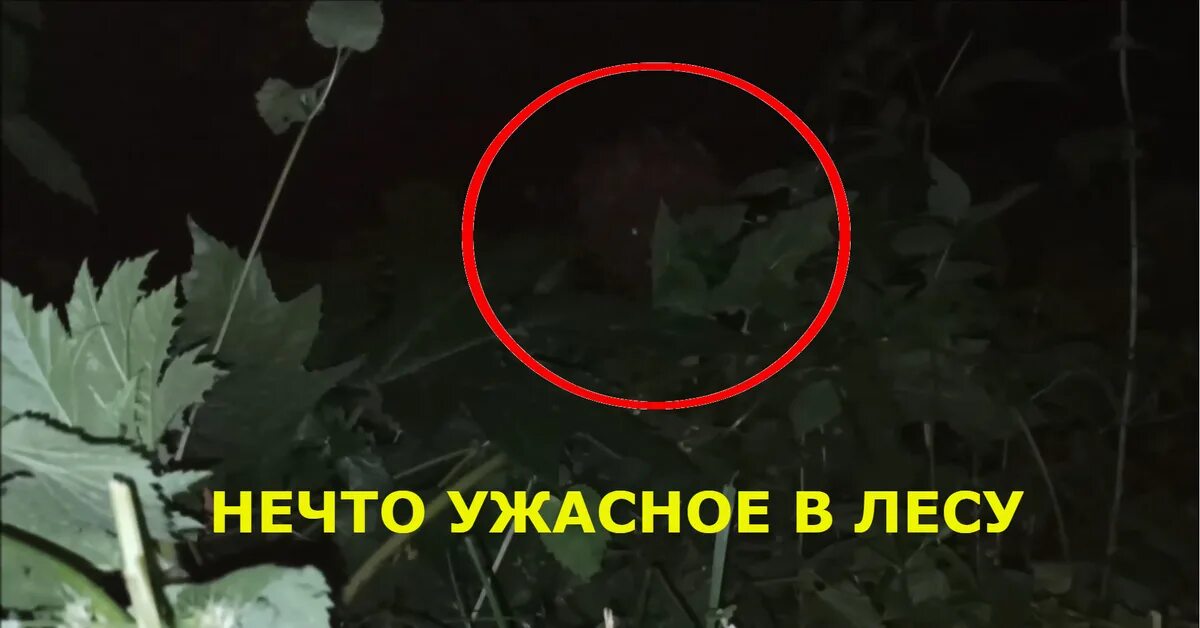 Рейк монстр человек грабли. Нечто в лесу 2024. Нечто в лесу 2024. Нечто в лесу 2024. Неизвестные существа снятые на камеру.