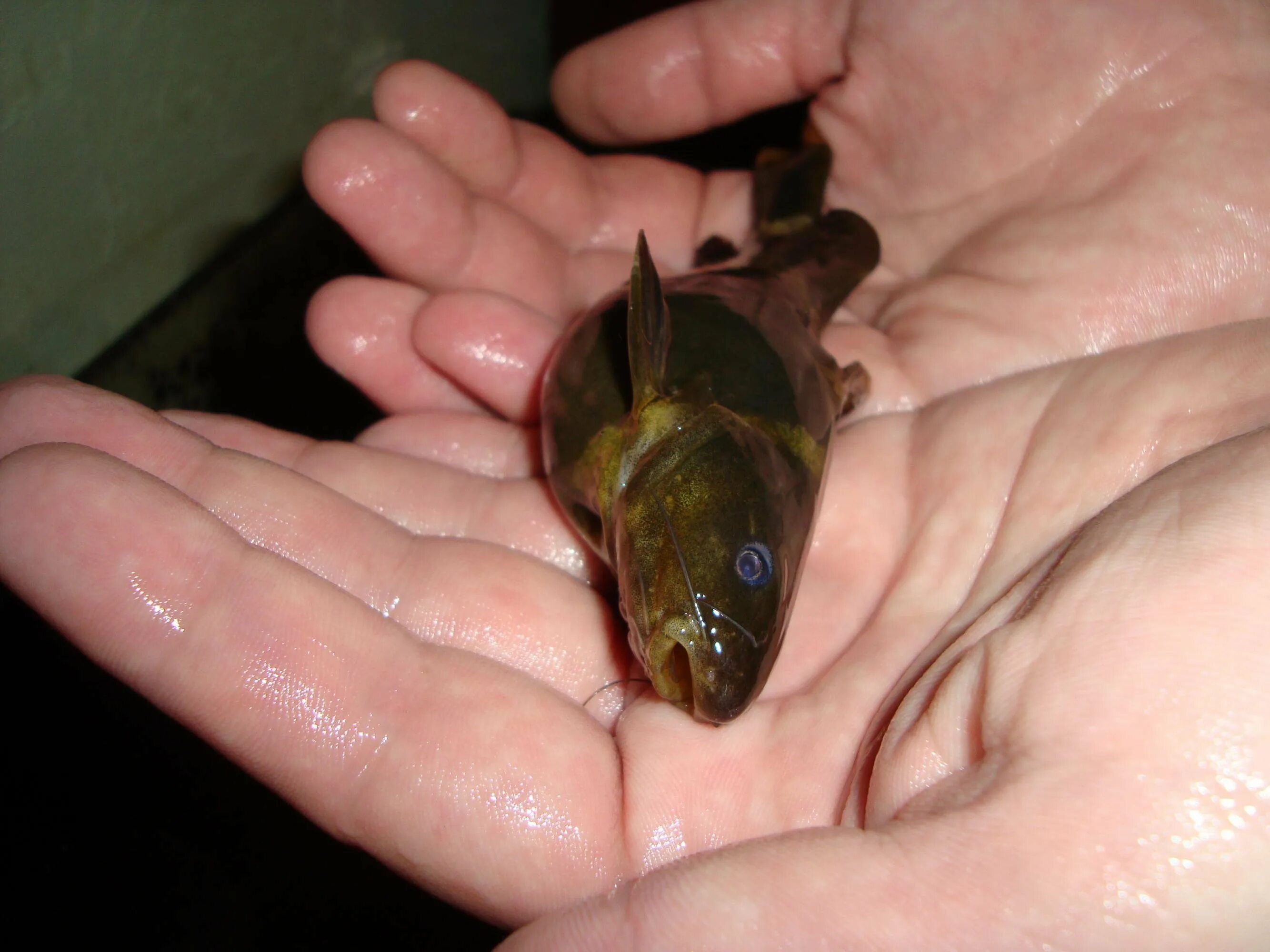 Сиамская касатка. Сомик Касатка Сиамская. Касатка Сиамская аквариумная рыбка. Сомик Касатка аквариумная рыбка. Сом Сиамская Касатка аквариумный.