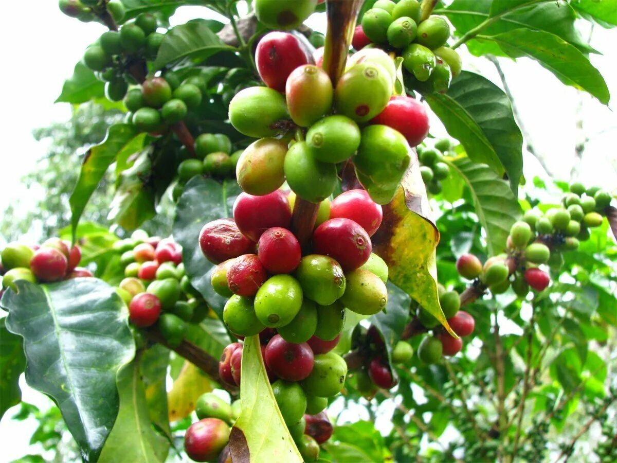 Кофе Аравийский дерево. Кофейное дерево (Coffea). Кофейное дерево Аравийское. Кофейное дерево Арабика. Кофе аравийский растение