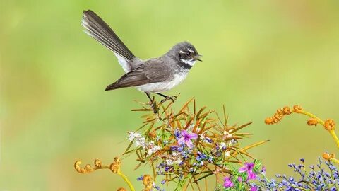 Des oiseaux