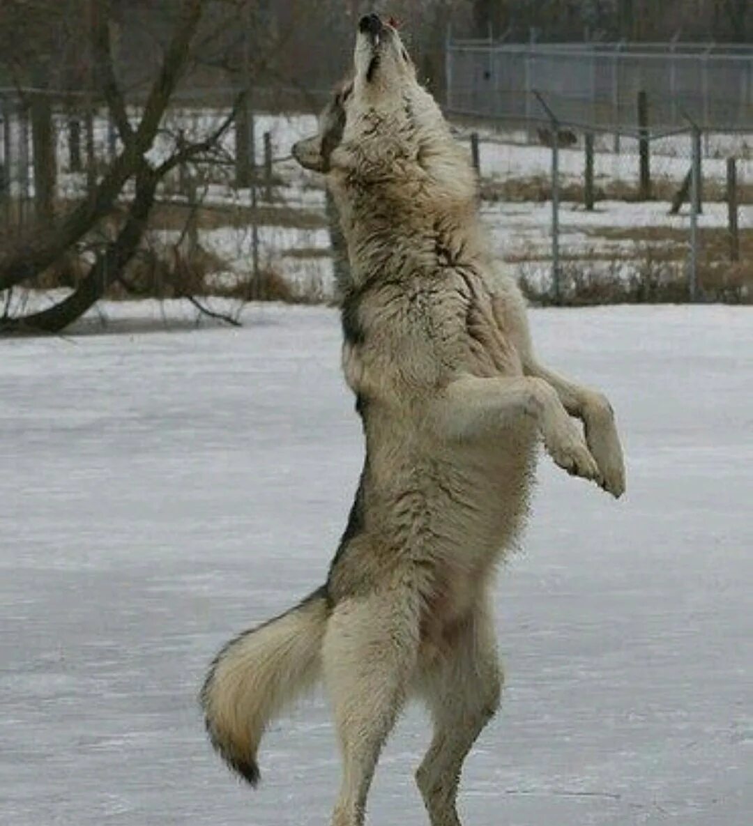 Где волк танцует. Волк на задних лапах. Волк прыгает. Волк на двух лапах. Волк в прыжке.