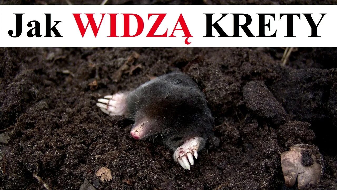 Есть ли у кротов глаза? Вокруг Света