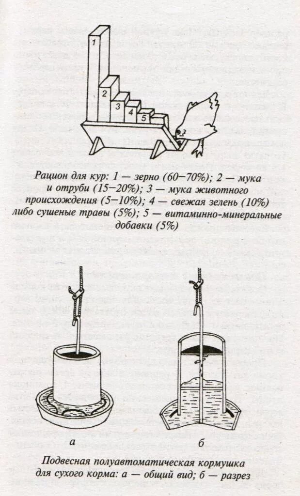 Рацион кур несушек. Высота поилки для кур несушек. Рацион кормления кур несушек. Рацион курицы несушки. Рацион для кур