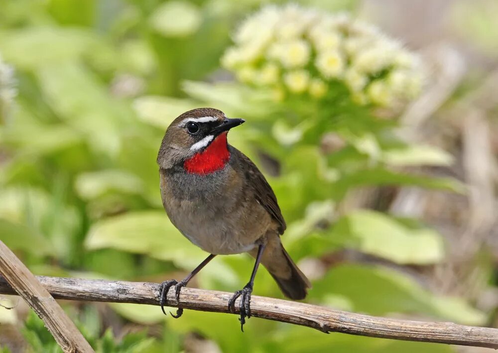 Соловей-красношейка (Luscinia Calliope). Соловей красношейка. Соловей красношейка птица. Соловей красношейка пение. Birds in russia