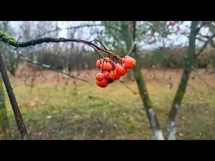 Плод рябины яблоко