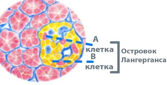 Клетки островков. Строение поджелудочной железы островки лангерганса. Островки лангерганса 5 клеток гистология. Альфа клетки островков лангерганса функция. Клетки островков лангерганса гистология.