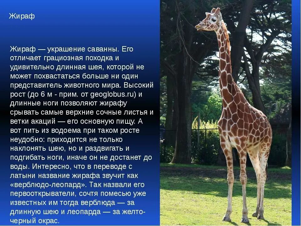 Каких животных можно сравнить