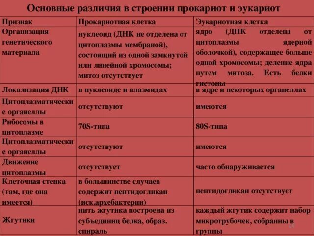 Сходство клеточной организации