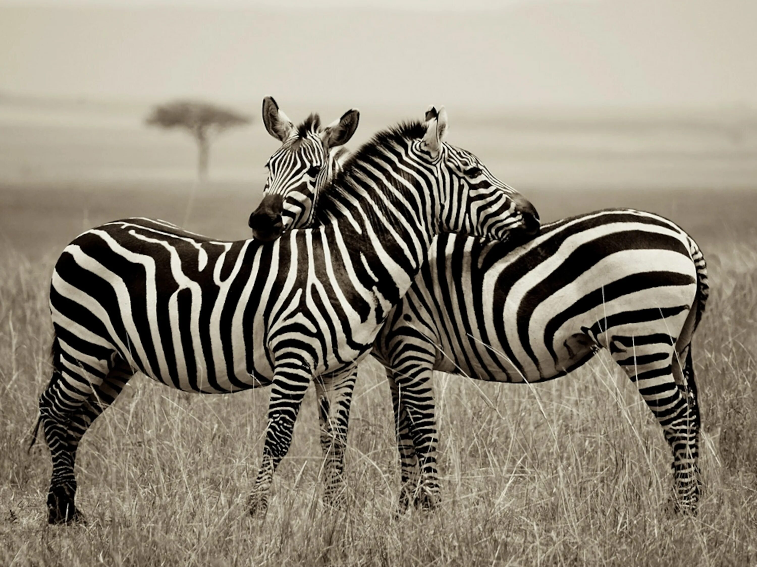 Вроде зебры. Masai Mara Zebra. Необычные зебры. Две зебры. Африканские животные.