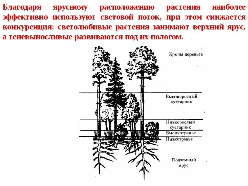 Под ярусом кустарников располагается ярус. Под ярусом кустарников располагается ярус