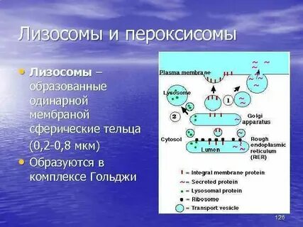 Синтез белков протекает в лизосомах в вакуолях