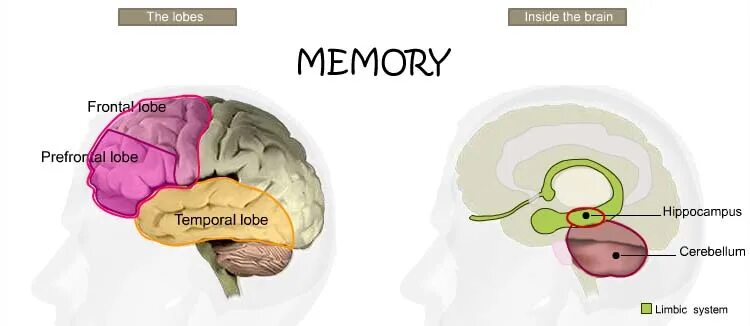 Short memory. Мозг память. Short term Memory. Книга мозг the Brain.