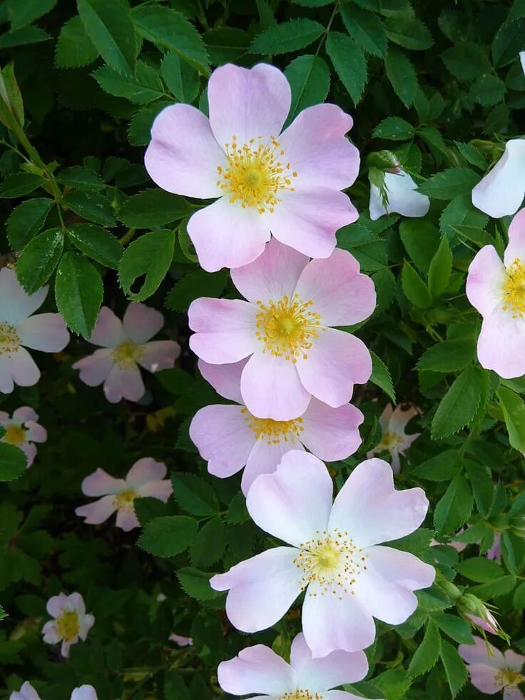 Как используют современные садоводы шиповник собачий. Шиповник rosa canina. шиповник собачий (rosa canina). шиповник собачий — rosa canina l.. шиповник белоцветковый.