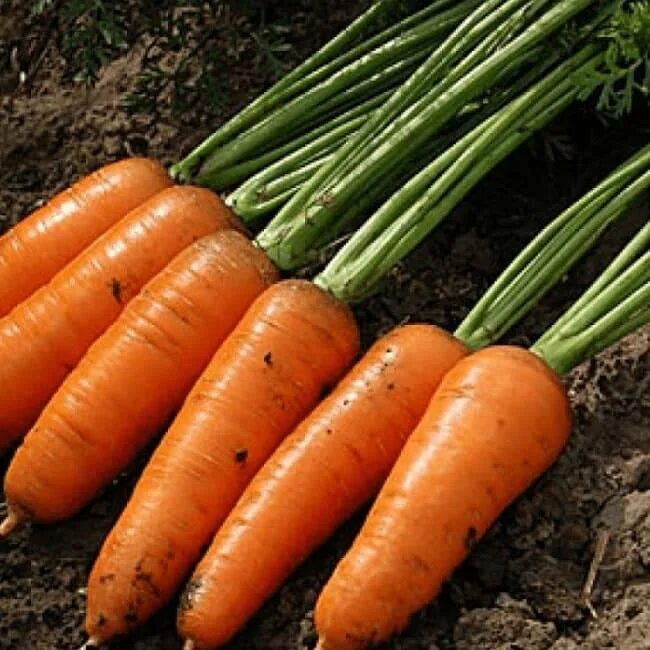 Морковь канада f1. Морковь канада f1 0. Морковь шантанэ роял. Морковь каскад f1. Морковь канада f1, семена са.