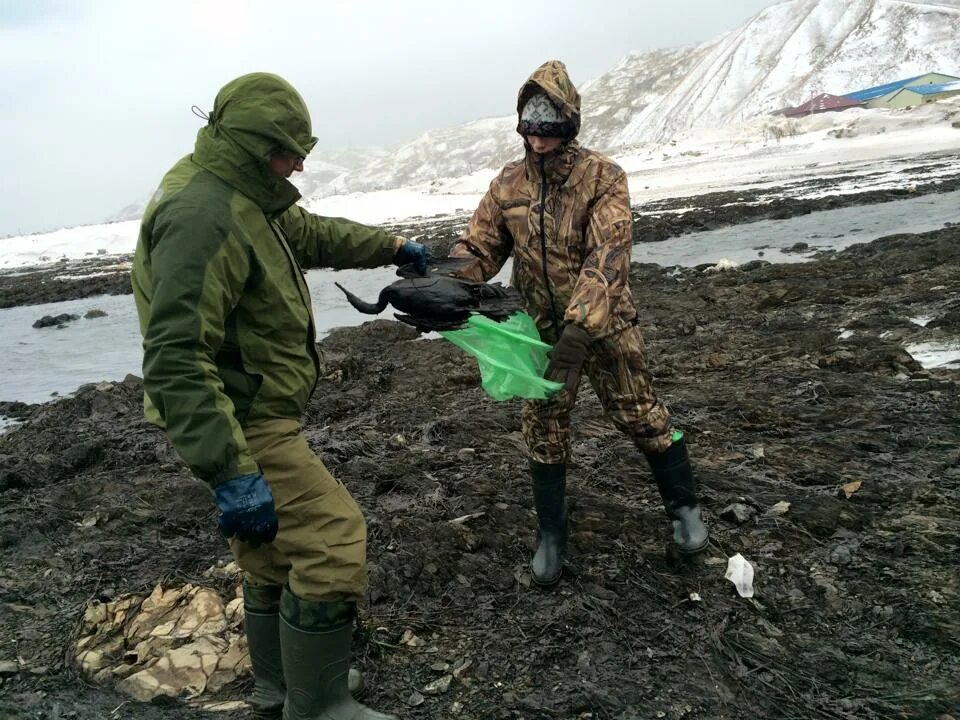 газпром работа вахтой на сахалине. работа на сахалине вахта. о сахалин вакансии вахта. вахтовый метод работы. экологическая вахта сахалина.