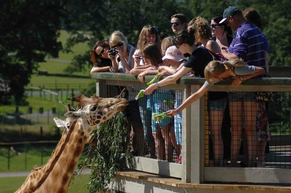 Starlight 3 at the animal park. Longleat Safari Park. Longleat Safari Park Лонглит. Люди в зоопарке. Люди в зоопарке фото.