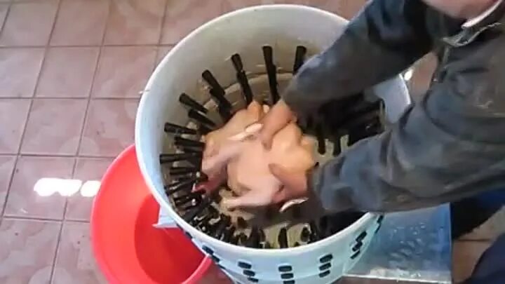 Ощипывание бройлера. Ощипка птицы. механическая ощипка гусей. ощипывание птицы в домашних условиях. машинка для щипания кур и уток домашних.