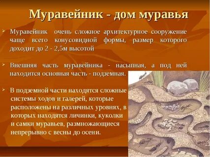 Муравейник это