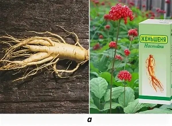 Ведь корень