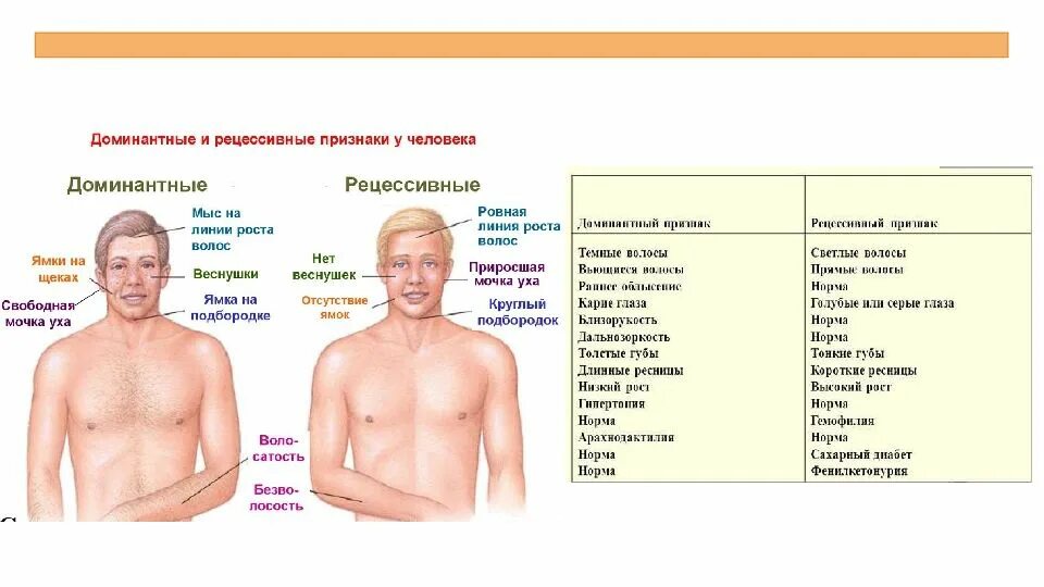 Рецессивныйный признак. Рецессивный признак. Доминантные и рецессивные гены человека таблица. Домиантныеирецессивные признаки у человека. Какие волосы доминантные