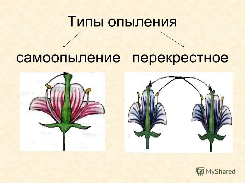 Схема опыления растений 3 класс