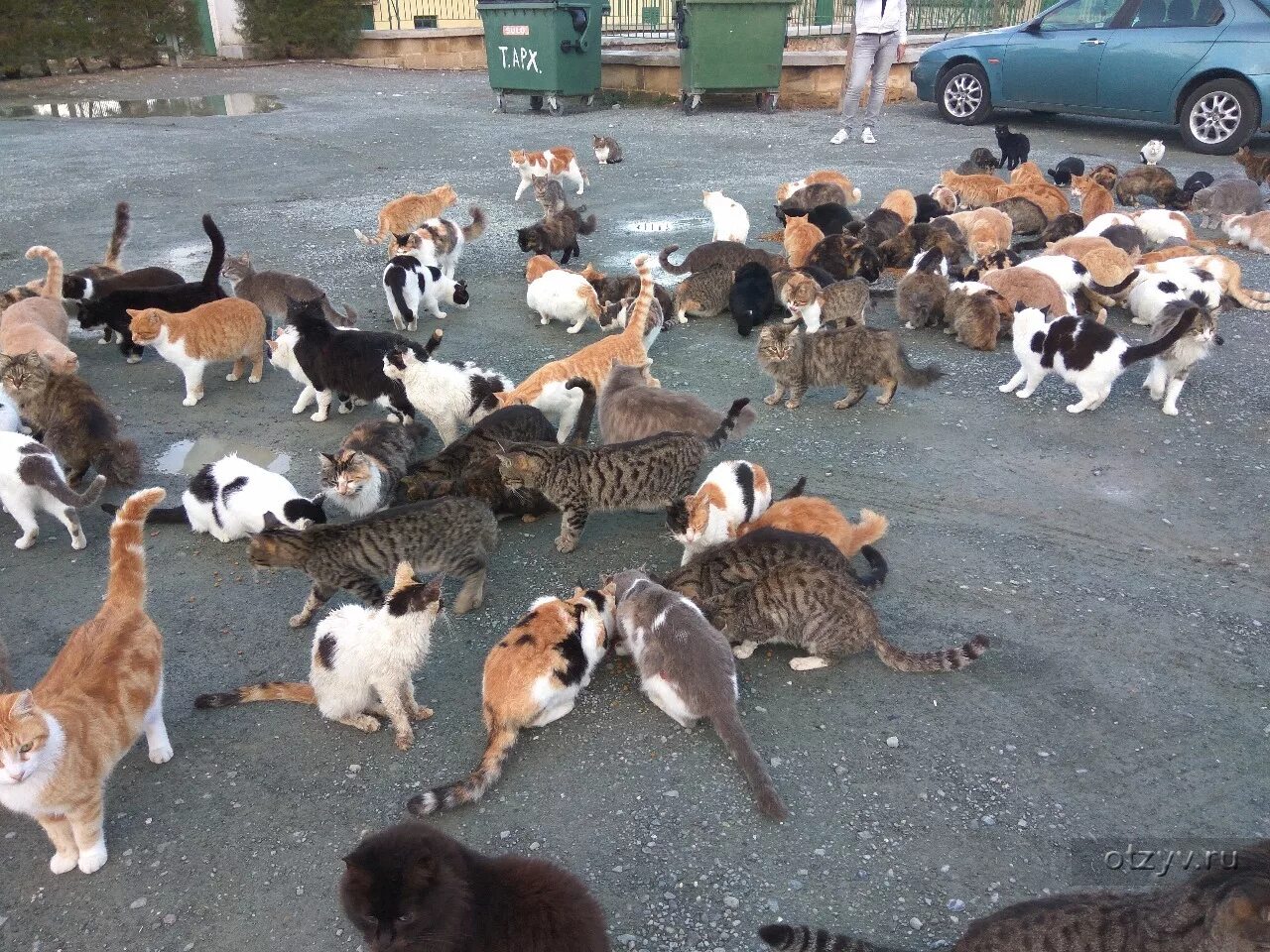 Приснилось много кошек. Много кошек фото. Очень много кошек. Много кошек на улице. Много котиков в одном месте.