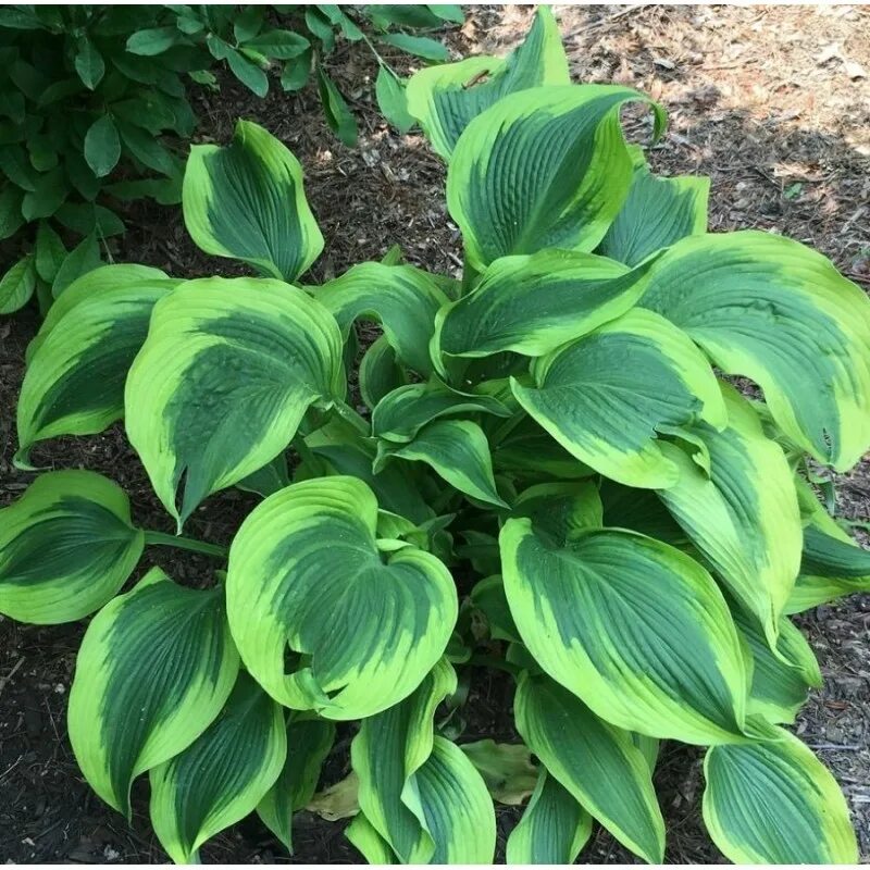 Atlantis - хоста гибридная атлантис. хоста гибридная 'atlantis'. хоста гибридная атлантис. хоста гибридная 'atlantis'. хоста атлантис тейлор.