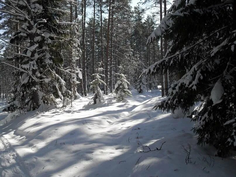 Валдай зима лес. Валдай леса зимой. Валдайская возвышенность зимой. Валдай леса. Не всегда зима на валдае холодная