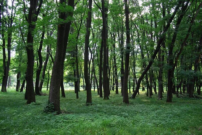 Комсомольский парк Владикавказ. Комсомольский парк деревья Махачкала. Комсомольский парк Тула. Комсомольский парк Ростов-на-Дону. Парк комсомолл